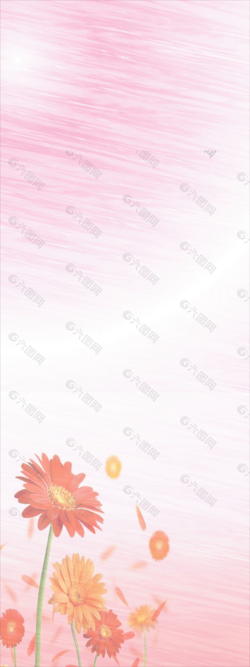 菊花粉红色背景