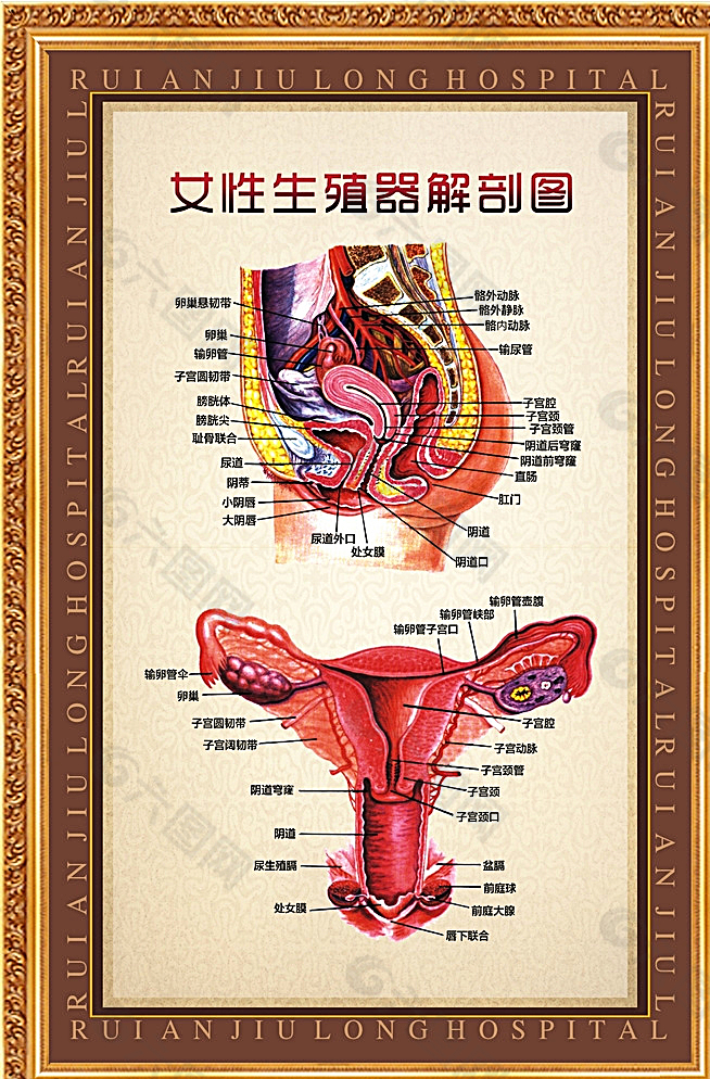 女性身体器官名字图片