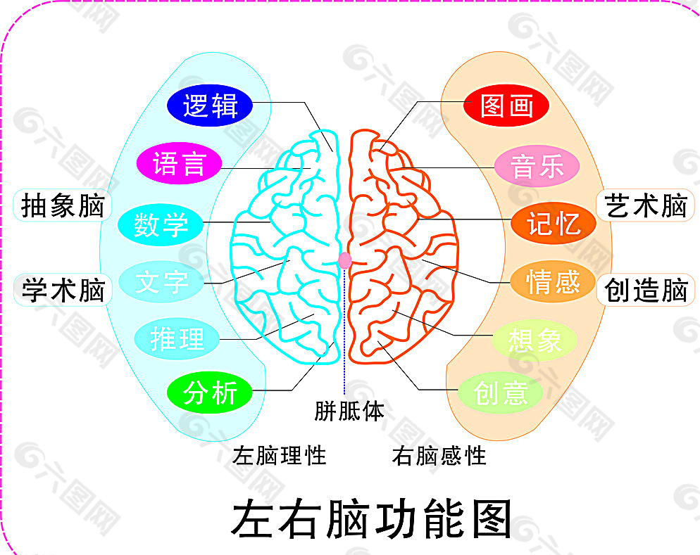 大脑图图片