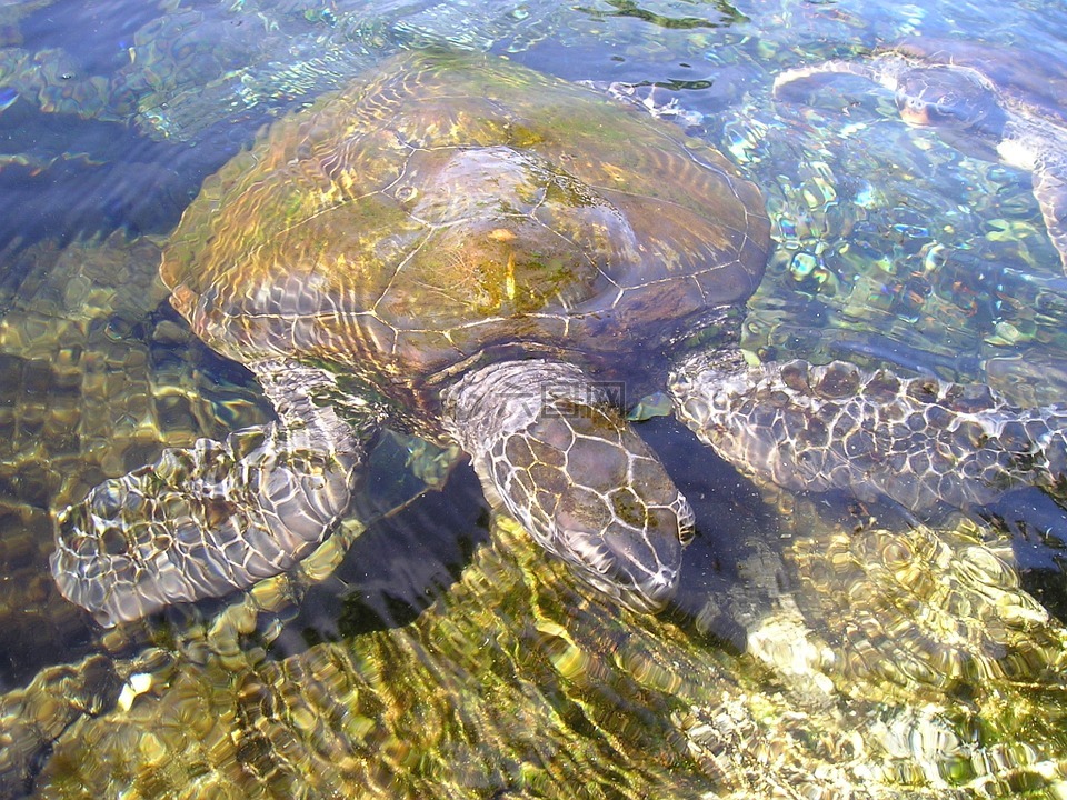 龟,动物,水生物
