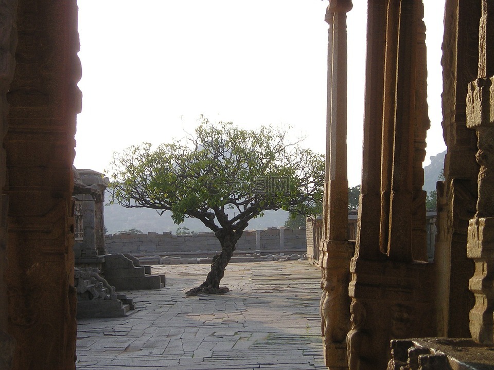 印度,树,寺址