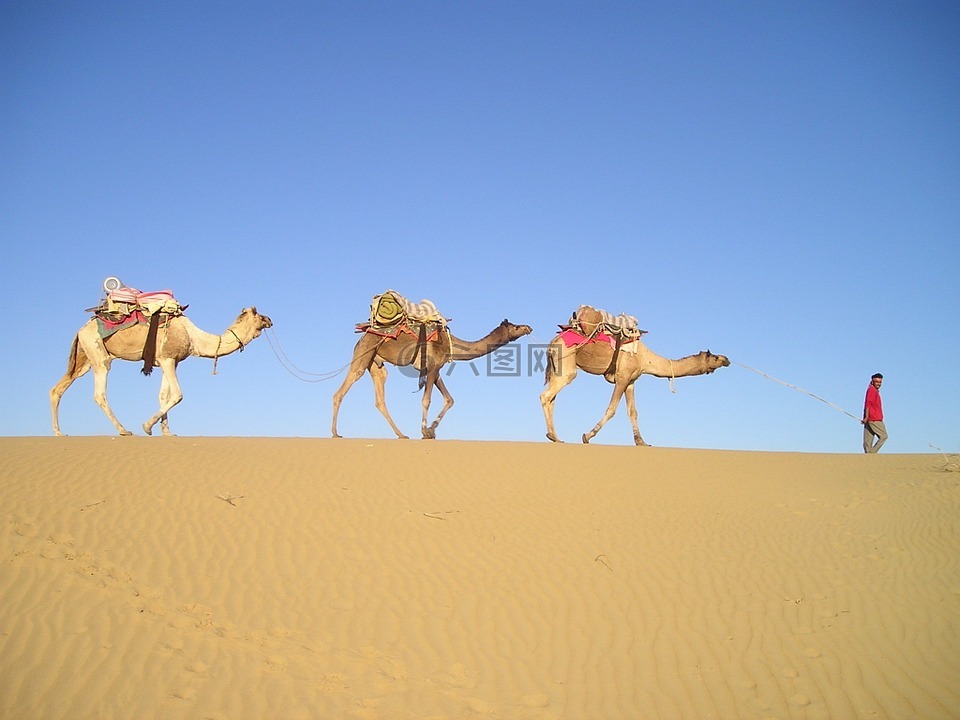 印度,沙漠,骆驼