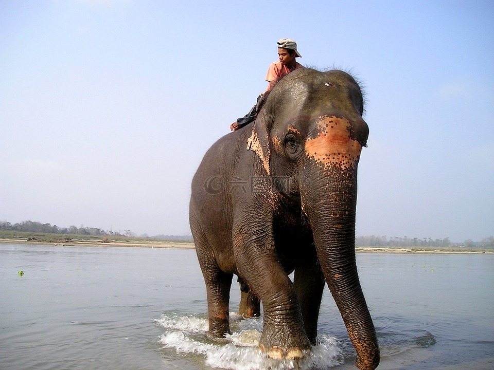 尼泊尔,象,大象司机