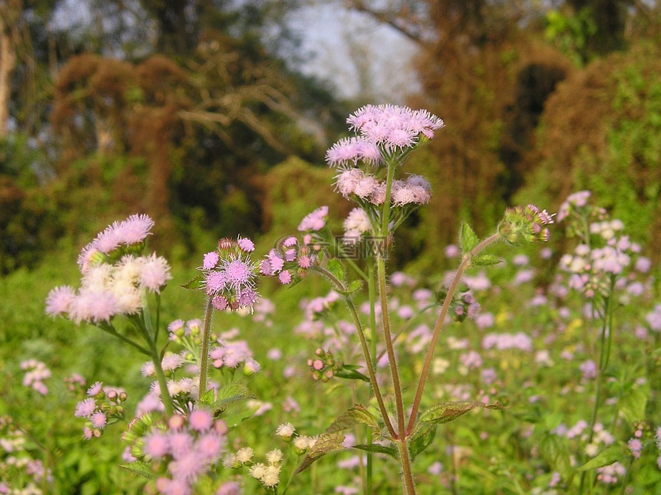 尼泊尔,花,国家公园