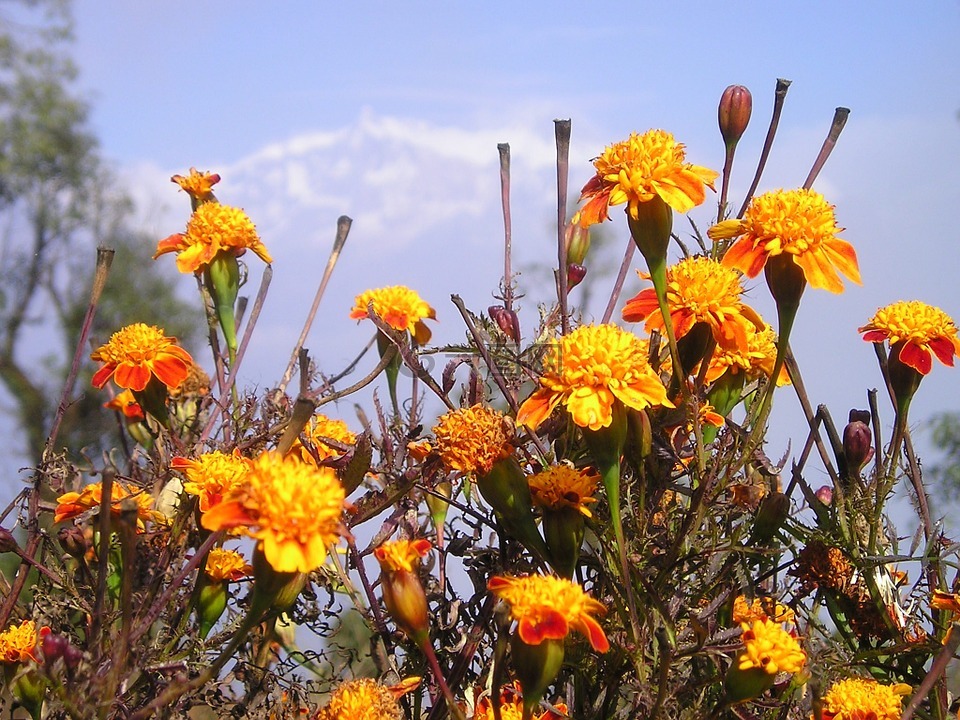 尼泊尔,鲜花,凝胶