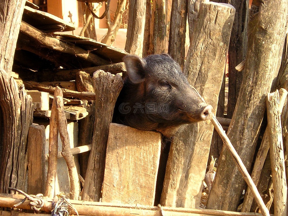 尼泊尔,猪,小猪