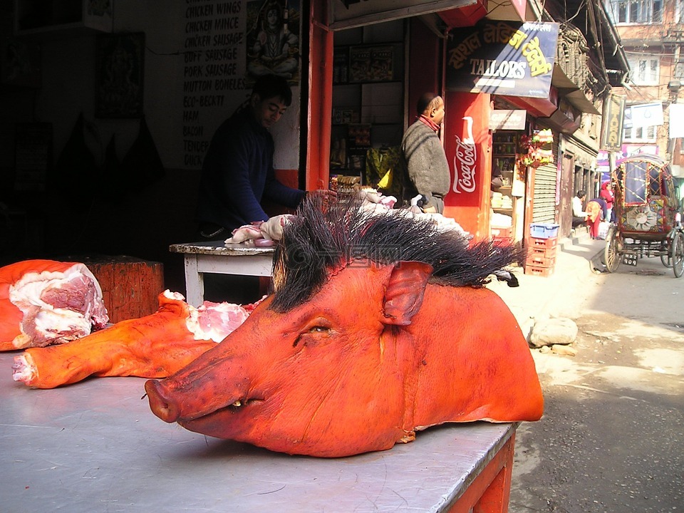 尼泊尔,猪,头