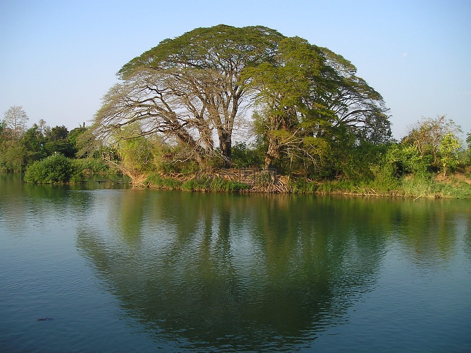 老挝,树,水