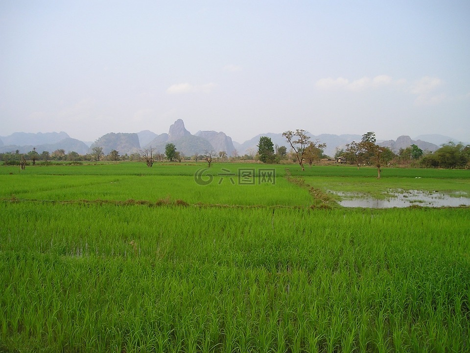 老挝,稻田,水稻