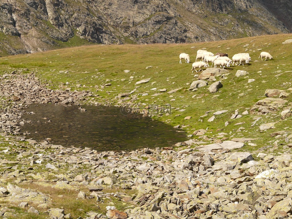 羊,羊群的羊,bergsee