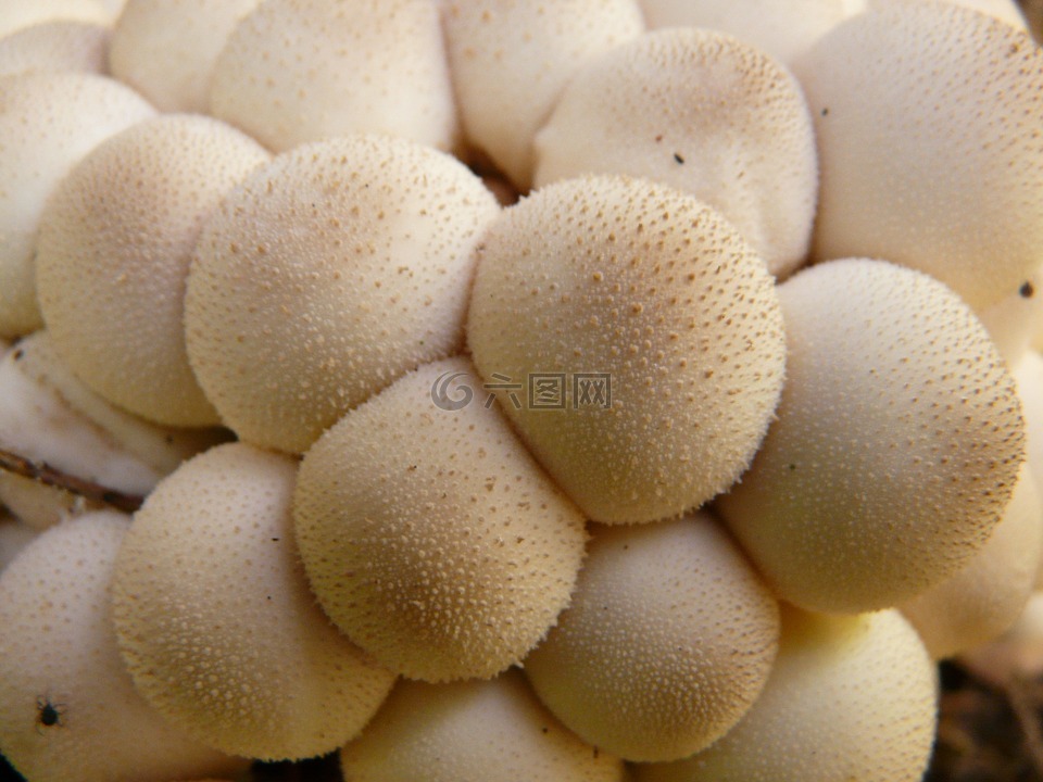 蘑菇,bovist,蘑菇尘