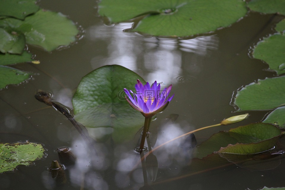 越南,给植物浇水,花