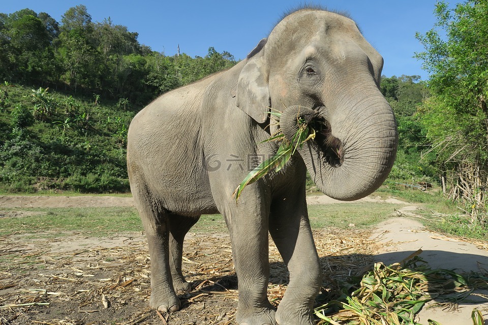 象,泰国,大象吃