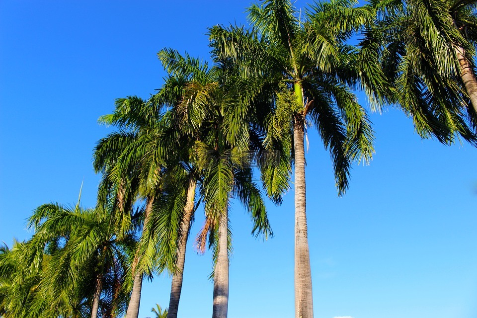 棕榈树,椰子棕榈,棕榈