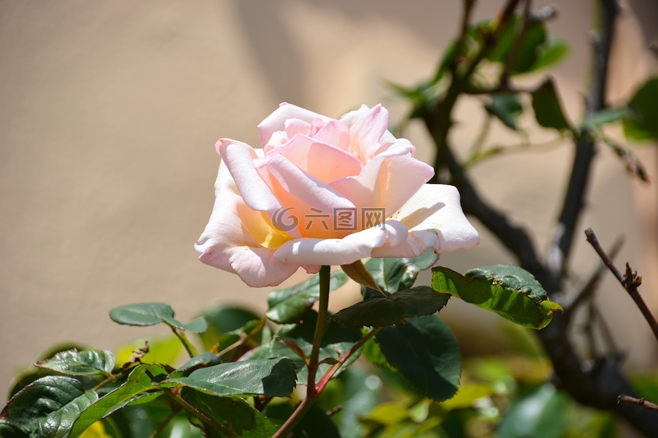 花,粉色,白玫瑰