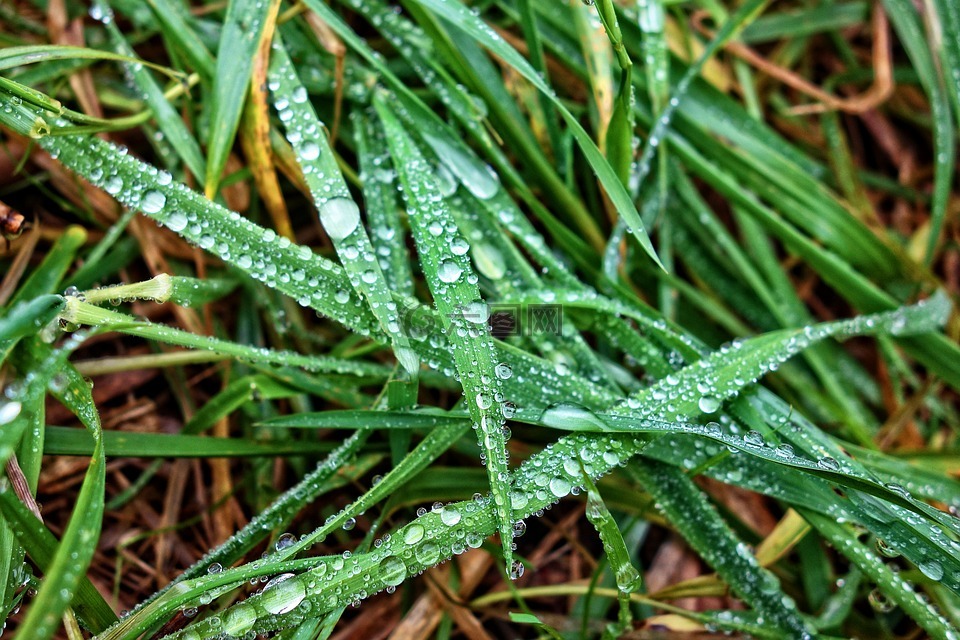 草,草叶,雨滴
