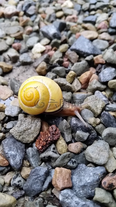 蜗牛,砾石,意识