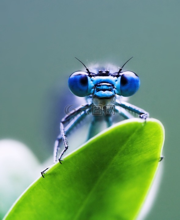 蜻蜓,绿色,蓝色