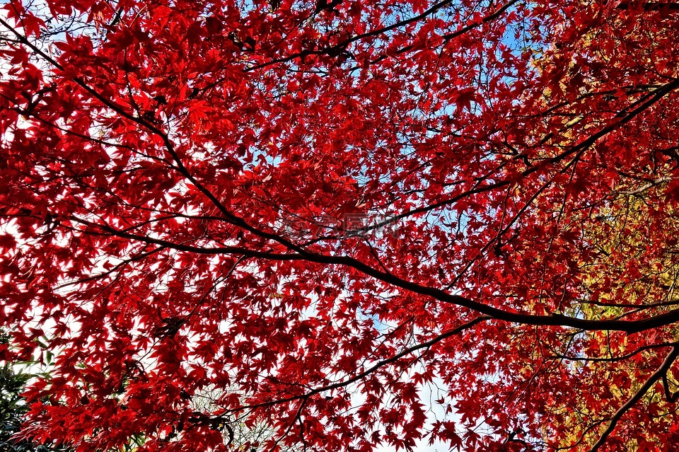 叶子,秋天的树叶,红叶