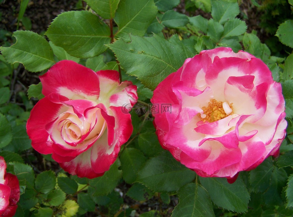 玫瑰,夏天花,庭园