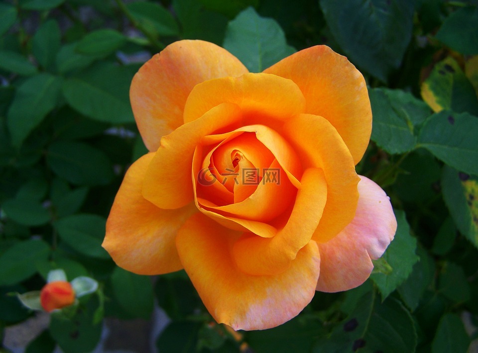 玫瑰,桃子的颜色,庭园