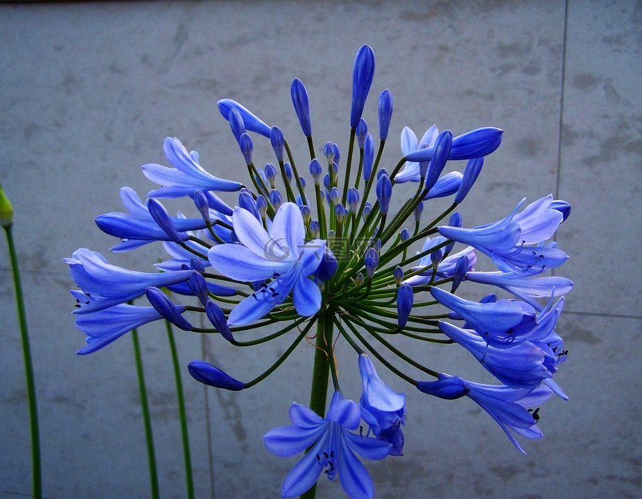 clívia,蓝色的花,庭园