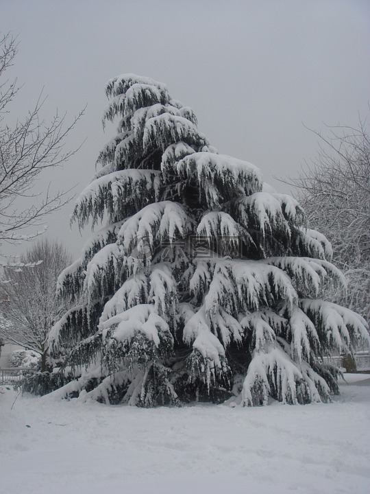 树,雪,松树