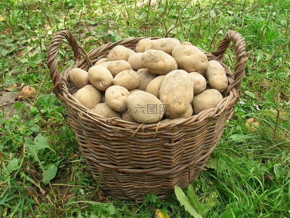 土豆,购物篮,收获