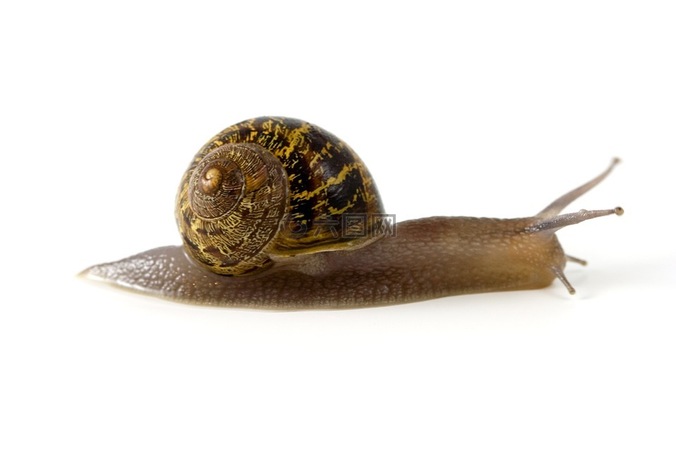 蜗牛,软体动物,外壳
