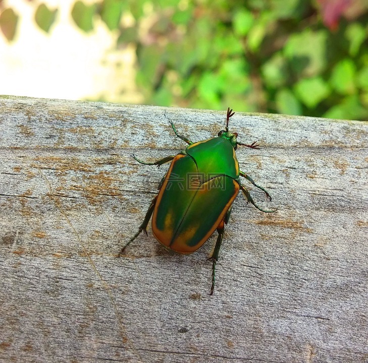甲虫,figeater 甲虫,绿色水果甲虫