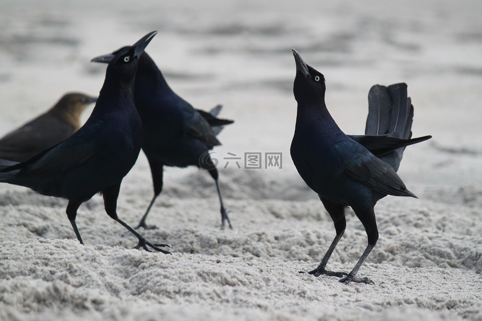 黑鸟群,海滩,海滩鸟