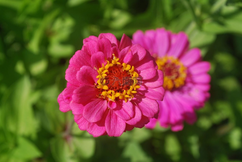 百日草,花,粉红色