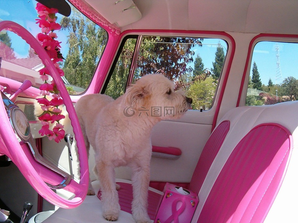 少女,粉红色,车