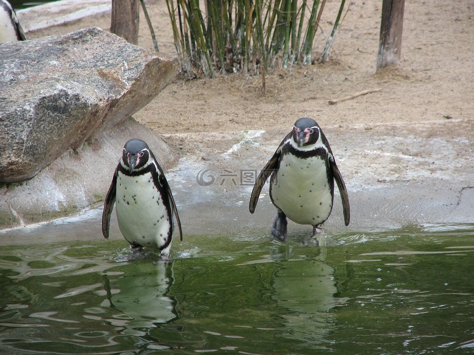 企鹅,动物,南极洲