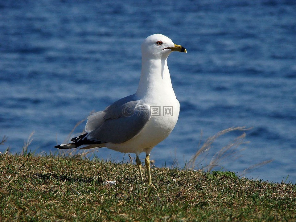 鷗,海鷗,海鳥