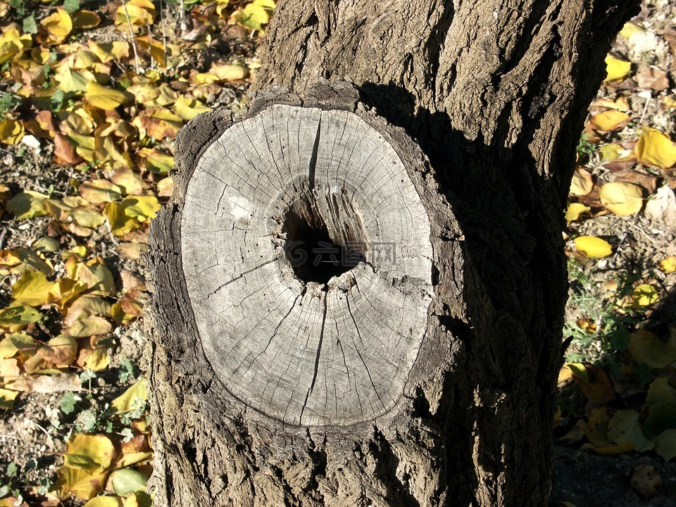树,木材,时间