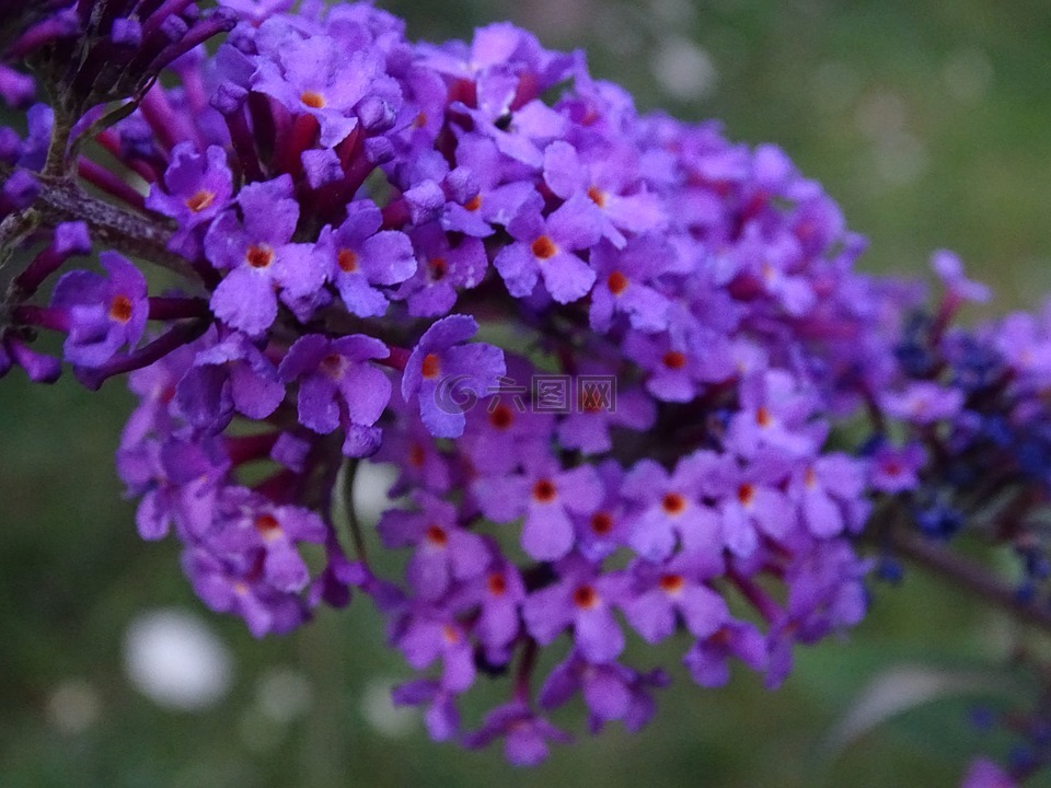 夏季紫丁香,密刺,紫丁香
