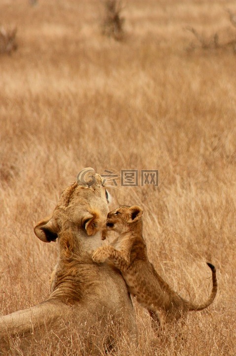 狮子,婴儿,动物