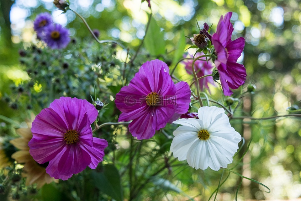 鲜花,紫,白