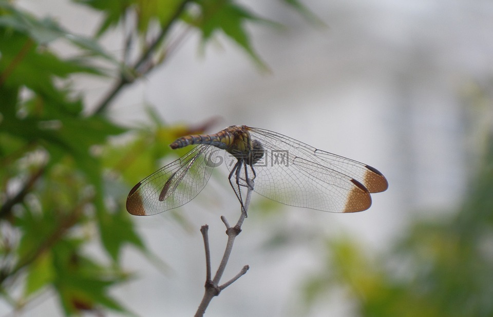 蜻蜓,昆虫,复眼