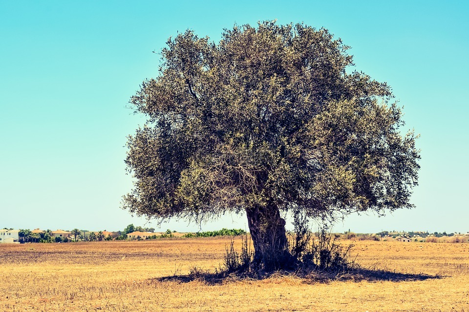 橄榄树,原野,农业高清图库素材免费下载(图片编号:6288943)