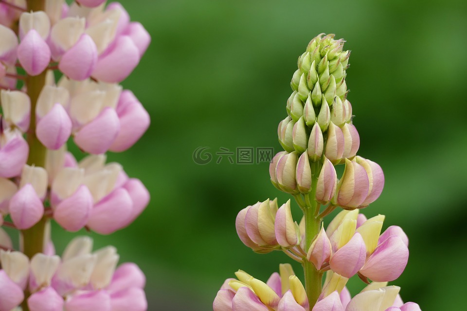 羽扁豆,羽扇豆,花