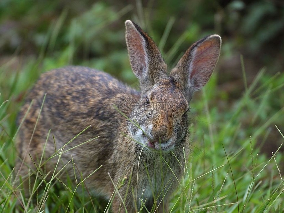 野兔,耳朵,哺乳动物