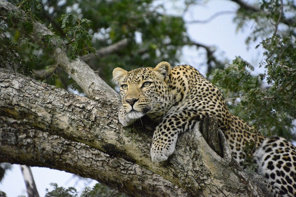 肯尼亚,豹,树