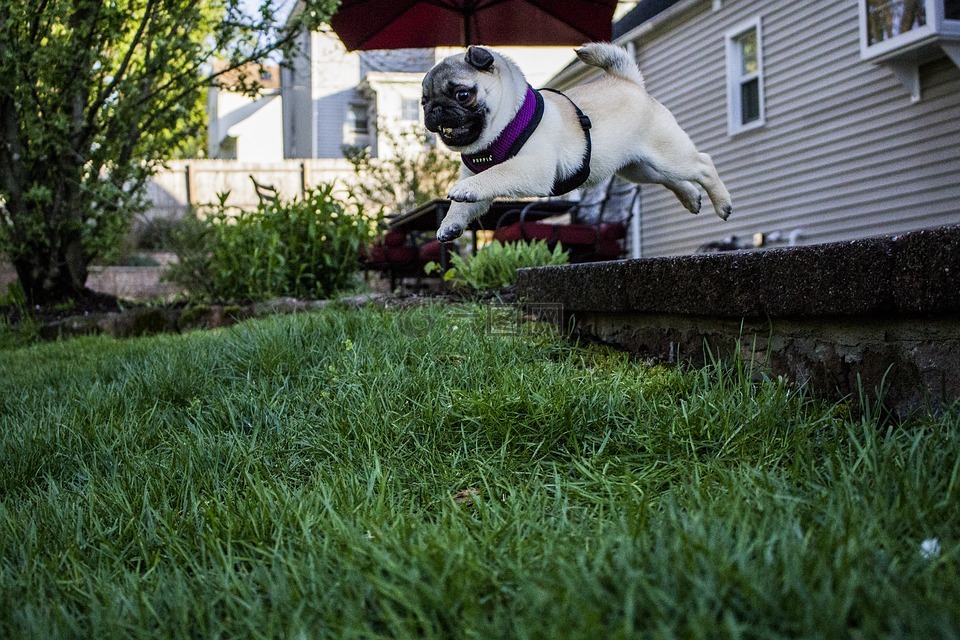 跳跃,帕格,小狗