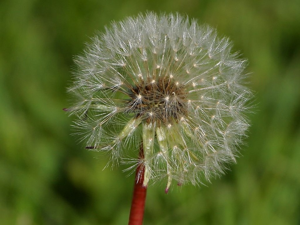 蒲公英,花,性質