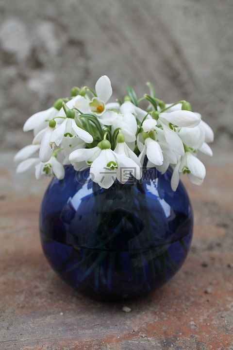 鲜花,雪花莲,蓝色圆形花瓶