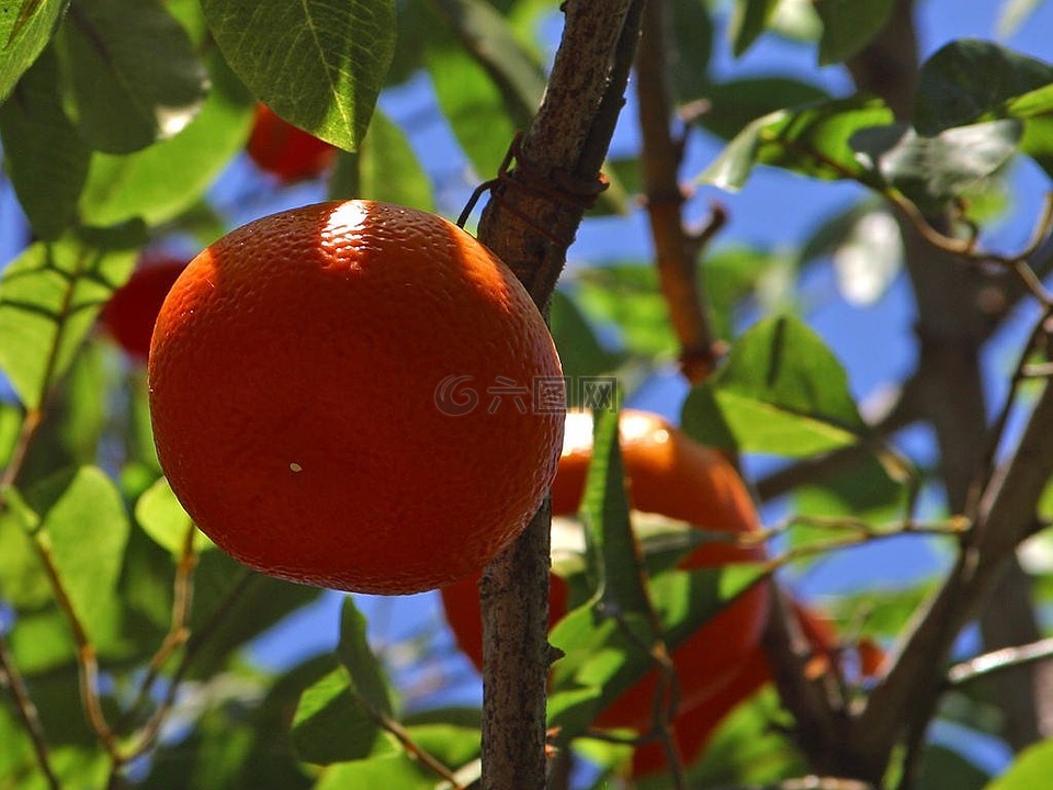 橘子,普通话树,普通话