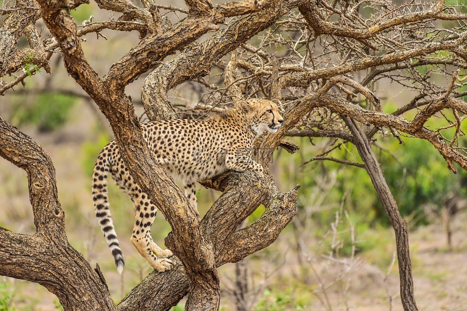猎豹,芬达,南非