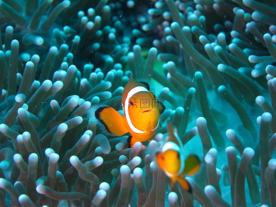 clownfish,diving,anemone